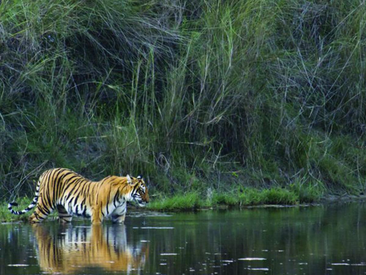 Corbett Treat Resort Rāmnagar Eksteriør bilde