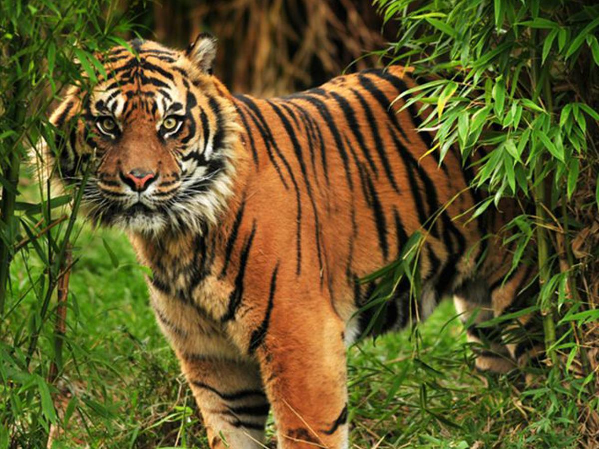 Corbett Treat Resort Rāmnagar Eksteriør bilde